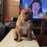 フレンチブルドック