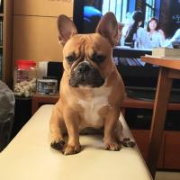 フレンチブルドック