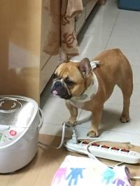 フレンチブルドック