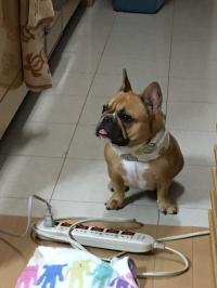 フレンチブルドック