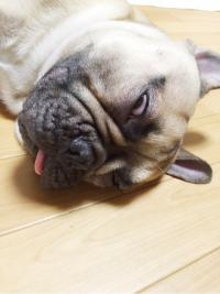 フレンチブルドック