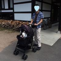 フレンチブルドック