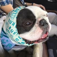 フレンチブルドック