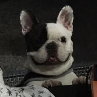 フレンチブルドック