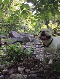 フレンチブルドック