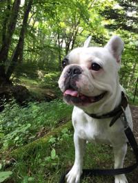 フレンチブルドック