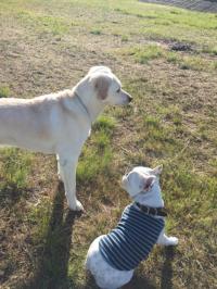 フレンチブルドック