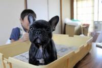 フレンチブルドック