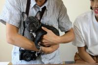 フレンチブルドック