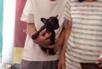 フレンチブルドック