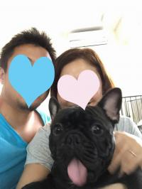 フレンチブルドック