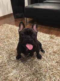 フレンチブルドック