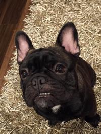 フレンチブルドック