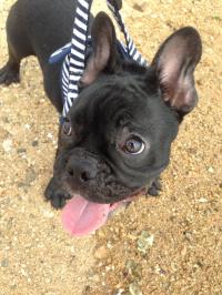 フレンチブルドック