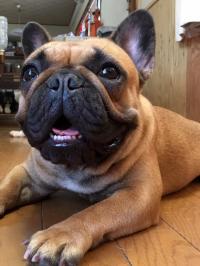 フレンチブルドック