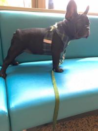 フレンチブルドック