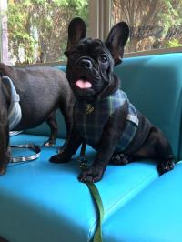 フレンチブルドック