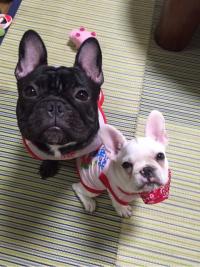 フレンチブルドック