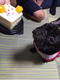 フレンチブルドック