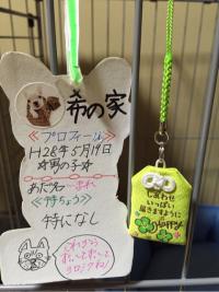 フレンチブルドック