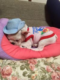 フレンチブルドック