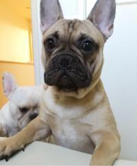 フレンチブルドック