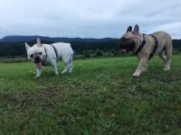 フレンチブルドック