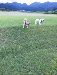 フレンチブルドック