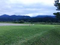 フレンチブルドック