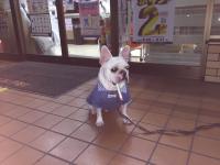 フレンチブルドック