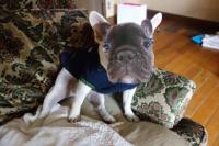 フレンチブルドック