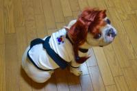 フレンチブルドック