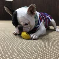 フレンチブルドック