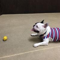 フレンチブルドック