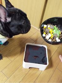 フレンチブルドック