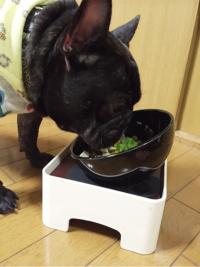 フレンチブルドック