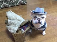 フレンチブルドック