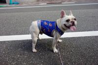 フレンチブルドック