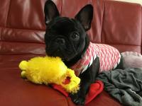 フレンチブルドック