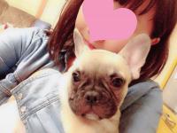 フレンチブルドック