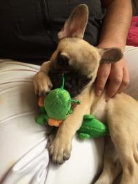 フレンチブルドック