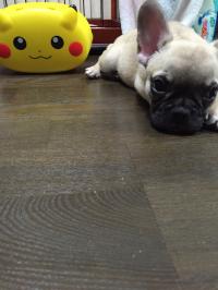 フレンチブルドック