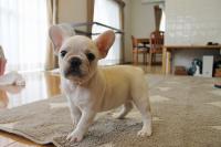 フレンチブルドック