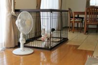 フレンチブルドック