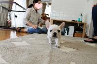 フレンチブルドック