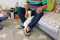 フレンチブルドック