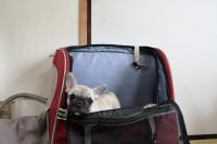 フレンチブルドック