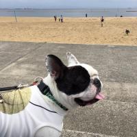 フレンチブルドック