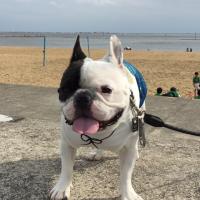 フレンチブルドック