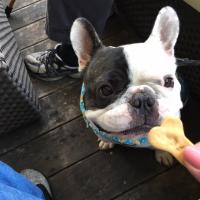 フレンチブルドック